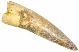 Fossil Spinosaurus Tooth - Real Dinosaur Tooth #366478