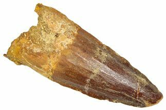 Fossil Spinosaurus Tooth - Feeding Worn Tooth #366484