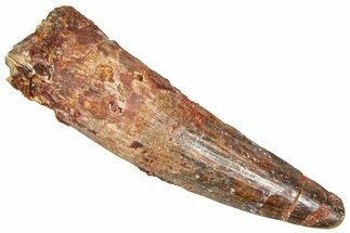 Fossil Spinosaurus Tooth - Real Dinosaur Tooth #366487