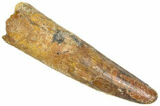 Fossil Spinosaurus Tooth - Feeding Worn Tooth #366496