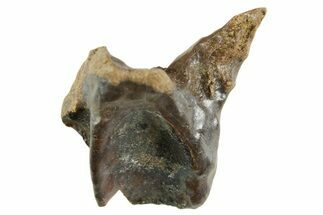 Fossil Triceratops Shed Tooth - Wyoming #364354