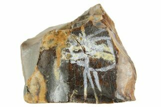 Fossil Triceratops Shed Tooth - Wyoming #364357