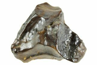 Fossil Triceratops Shed Tooth - Wyoming #364358