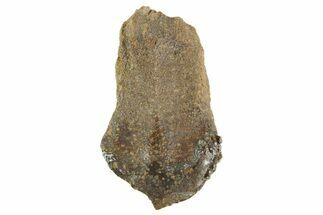 Partial Fossil Triceratops Tooth - Wyoming #364363