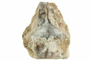 Fossil Triceratops Shed Tooth - Wyoming #364369