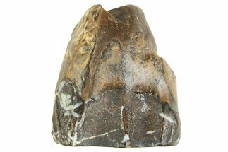 Fossil Triceratops Shed Tooth - Wyoming #364372