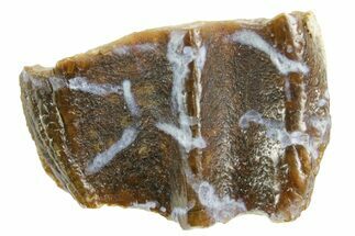 Fossil Triceratops Shed Tooth - Wyoming #364379