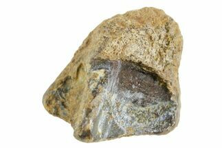 Fossil Triceratops Shed Tooth - Montana #364393