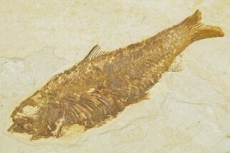 Detailed Fossil Fish (Knightia) - Wyoming #363884