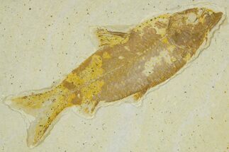 Detailed Fossil Fish (Knightia) - Wyoming #363889