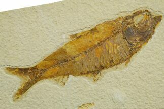 Detailed Fossil Fish (Knightia) - Wyoming #363896