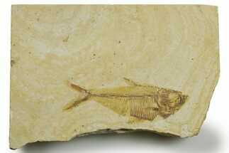 Detailed Fossil Fish (Diplomystus) - Wyoming #363898