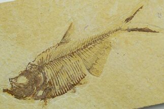 Detailed Fossil Fish (Diplomystus) - Wyoming #363901
