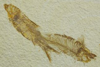 Limestone with Two Fossil Fish (Knightia) - Wyoming #363919