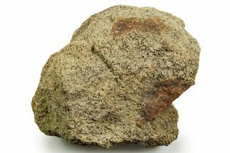 Dinosaur (Triceratops) Bone Section - Montana #366557