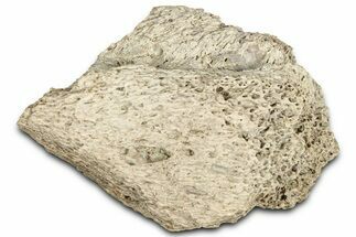Dinosaur (Triceratops) Frill Shield Section - Montana #366625