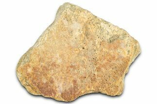 Dinosaur (Triceratops) Frill Shield Section - Montana #366627