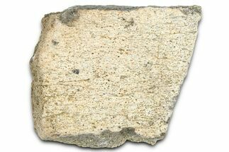 Dinosaur (Triceratops) Frill Shield Section - Montana #366632