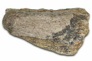 Dinosaur (Triceratops) Frill Shield Section - Montana #366633