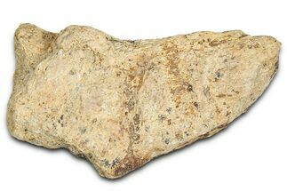 Dinosaur (Triceratops) Frill Shield Section - Montana #366646