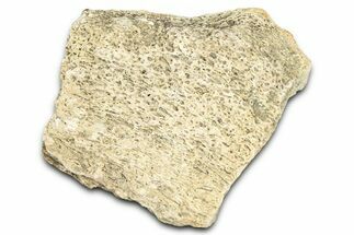 Dinosaur (Triceratops) Frill Shield Section - Montana #366655