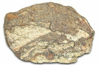 Dinosaur (Triceratops) Frill Shield Section - Montana #366659