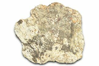 Dinosaur (Triceratops) Frill Shield Section - Montana #366668