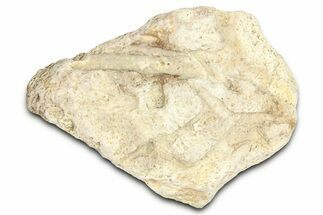 Dinosaur (Triceratops) Frill Shield Section - Montana #366669