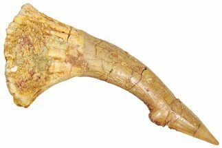 Fossil Sawfish (Onchopristis) Rostral Barb - Morocco #366698