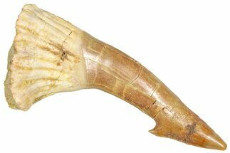Fossil Sawfish (Onchopristis) Rostral Barb - Morocco #366701