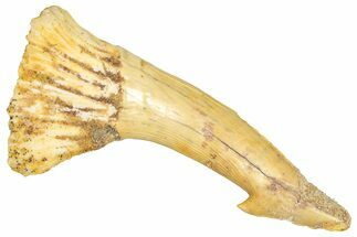 Fossil Sawfish (Onchopristis) Rostral Barb - Morocco #366706