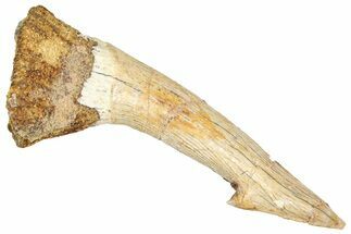 Fossil Sawfish (Onchopristis) Rostral Barb - Morocco #366715