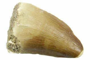 Mosasaur For Sale