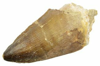Large, Fossil Mosasaur (Thalassotitan) Tooth - Morocco #364053