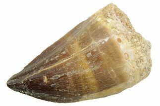 Fossil Mosasaur (Thalassotitan) Tooth - Morocco #364055