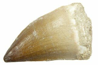 Fossil Mosasaur (Thalassotitan) Tooth - Morocco #364062