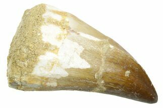 Fossil Prognathodontid Mosasaur Tooth - Morocco #364070