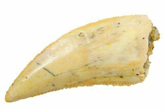Serrated Raptor Tooth - Real Dinosaur Tooth #364834