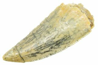 Serrated Raptor Premaxillary Tooth - Real Dinosaur Tooth #364842