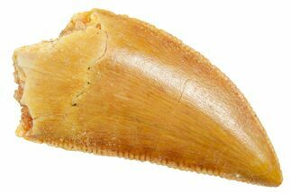 Serrated Raptor Tooth - Real Dinosaur Tooth #364857