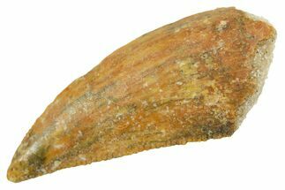 Serrated Raptor Tooth - Real Dinosaur Tooth #364867