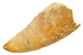 Serrated Raptor Tooth - Real Dinosaur Tooth #364873