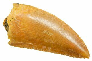 Serrated Raptor Tooth - Real Dinosaur Tooth #364876