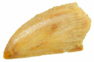 Serrated Raptor Tooth - Real Dinosaur Tooth #364877