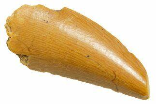 Serrated Raptor Tooth - Real Dinosaur Tooth #364878