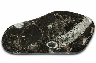Polished Devonian Fossil Coral and Bryozoan Plate - Morocco #365118