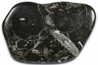 Polished Devonian Fossil Coral and Bryozoan Plate - Morocco #365126