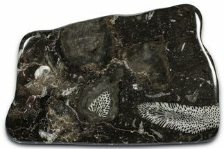 Polished Devonian Fossil Coral and Bryozoan Plate - Morocco #365129