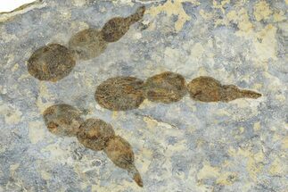 Dinosaur (Grallator) Track - Negative Impression #366830