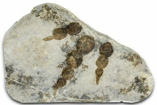 Dinosaur (Grallator) Track - Negative Impression #366833